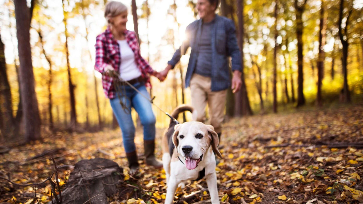 A couple walking their dog through the woods.